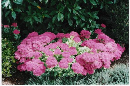 Sedum Autumn Joy